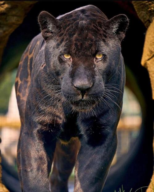 Звезда Амстердама - ягуар Нерон. 06