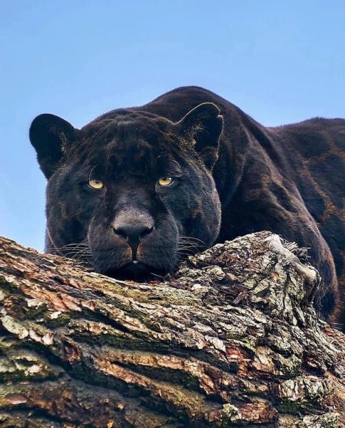 Звезда Амстердама - ягуар Нерон. 05