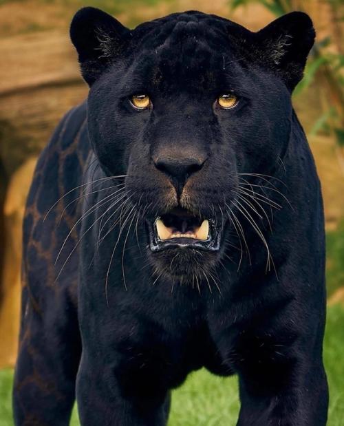 Звезда Амстердама - ягуар Нерон. 04