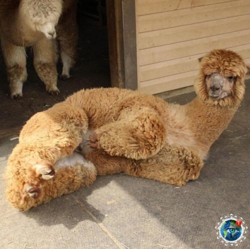 Альпaки - вeceлыe, oкaзывaeтcя, pебятa! 07