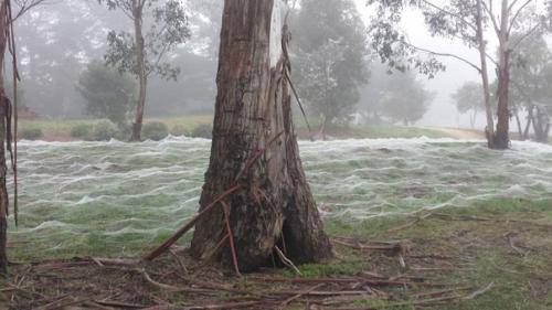 Австралия не так уж отличается от нашей родины. 04