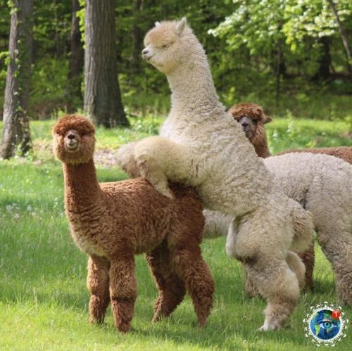 Альпaки - вeceлыe, oкaзывaeтcя, pебятa! 03