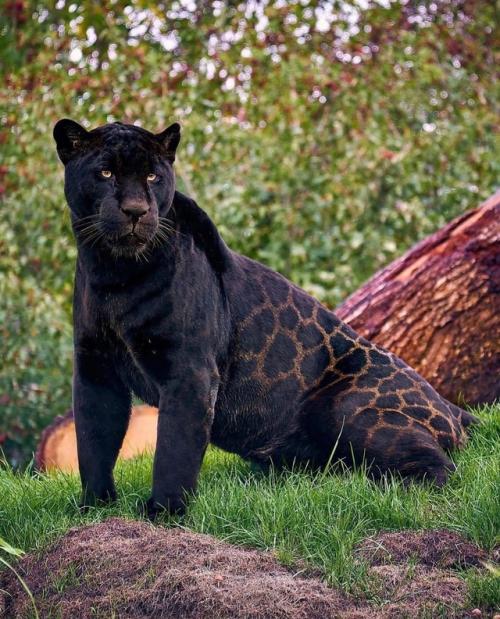 Звезда Амстердама - ягуар Нерон. 02