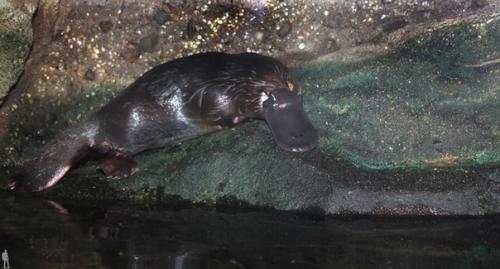 Утконоса, обитающего в Австралии, можно смело назвать одним из самых удивительных животных нашей планеты. 06