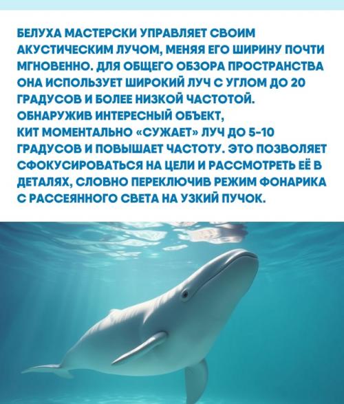 Под толщей воды, где видимость часто стремится к нулю, звук становится главным способом познания мира. 02