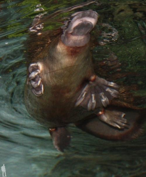 Утконоса, обитающего в Австралии, можно смело назвать одним из самых удивительных животных нашей планеты. 05