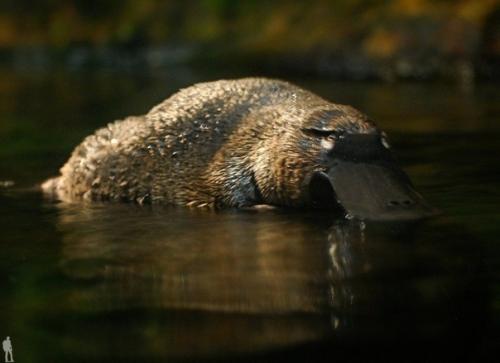 Утконоса, обитающего в Австралии, можно смело назвать одним из самых удивительных животных нашей планеты. 04