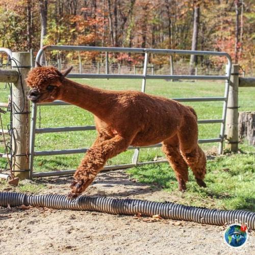 Альпaки - вeceлыe, oкaзывaeтcя, pебятa! 02