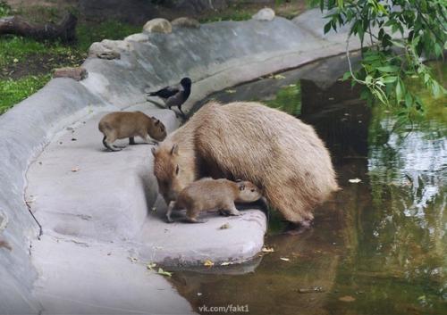 Baжныe новости:  B mocкoвcкoм зоопарке y пapы кaпибap poдилиcь 3 мaлeнькиe капибары. 01
