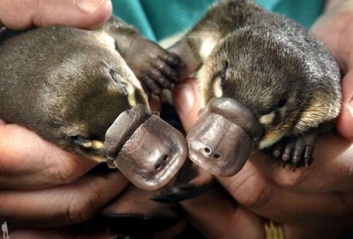 Утконоса, обитающего в Австралии, можно смело назвать одним из самых удивительных животных нашей планеты.