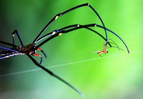 Nephila - самый большой плетущий паутины паук.