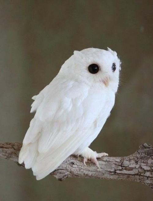 Животные - альбиносы.  Альбинизм (лат. 01