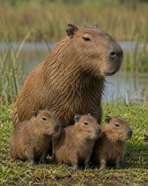 Капибара (Hydrochoerus Hydrochaeris) - самый крупный грызун в мире, обитающий почти по всей южной Америке, за исключением Чили.  