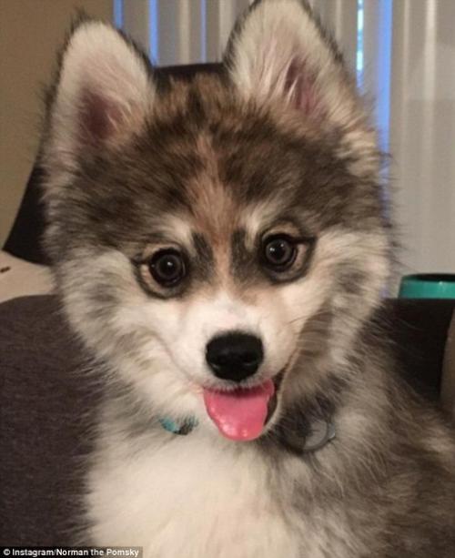 Милейший щенок породы кли - кай по кличке Норман. 02