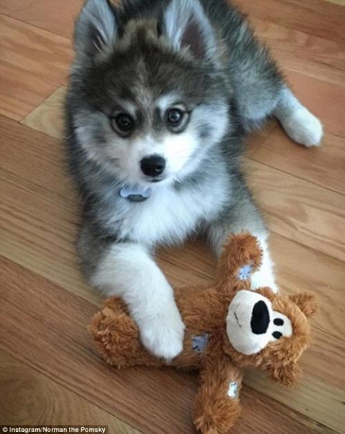 Милейший щенок породы кли - кай по кличке Норман. 06