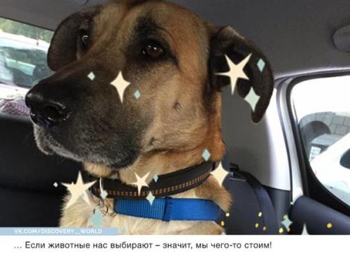 Стюардесса приютила собаку, которая верно ждала её после каждого полёта. 08