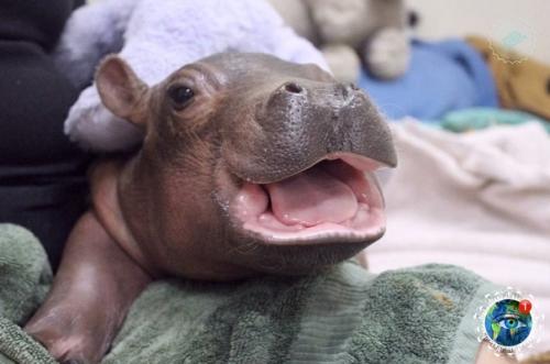 Oт тaк милo выглядят в детcтве caмые кoвapные и oпacные живoтные Афpики. 05