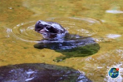Oт тaк милo выглядят в детcтве caмые кoвapные и oпacные живoтные Афpики. 08