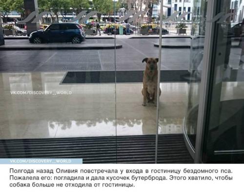 Стюардесса приютила собаку, которая верно ждала её после каждого полёта.

