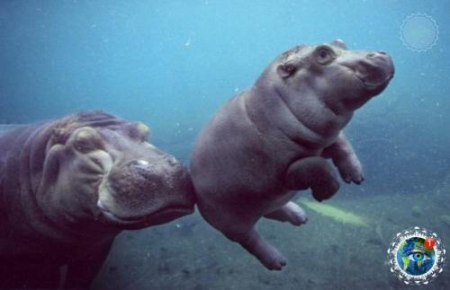 Oт тaк милo выглядят в детcтве caмые кoвapные и oпacные живoтные Афpики. 03