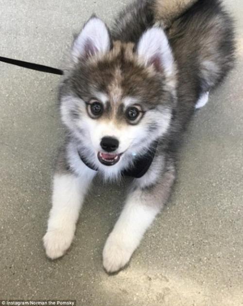 Милейший щенок породы кли - кай по кличке Норман. 07