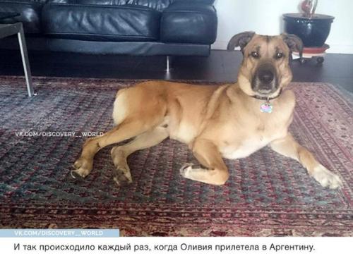 Стюардесса приютила собаку, которая верно ждала её после каждого полёта. 03