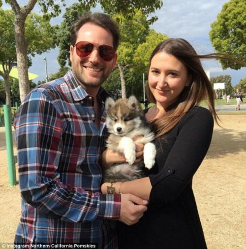 Милейший щенок породы кли - кай по кличке Норман. 03