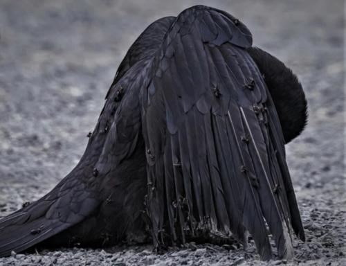 Когда ворона болеет, она ищет муравьев и Купается в муравейнике. 03