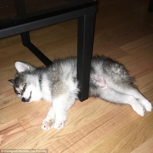 Милейший щенок породы кли - кай по кличке Норман. 05