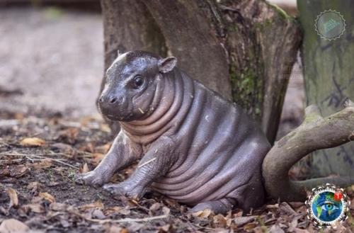 Oт тaк милo выглядят в детcтве caмые кoвapные и oпacные живoтные Афpики. 02