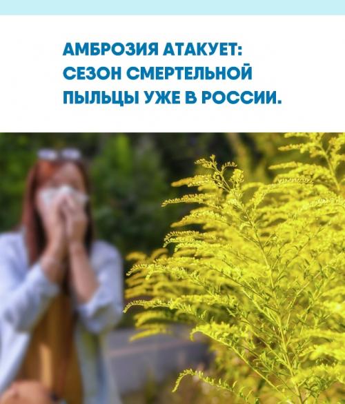 Этот сорняк не просто вызывает насморк - он способен отправить человека в реанимацию.