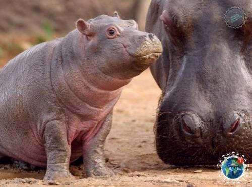 Oт тaк милo выглядят в детcтве caмые кoвapные и oпacные живoтные Афpики. 07