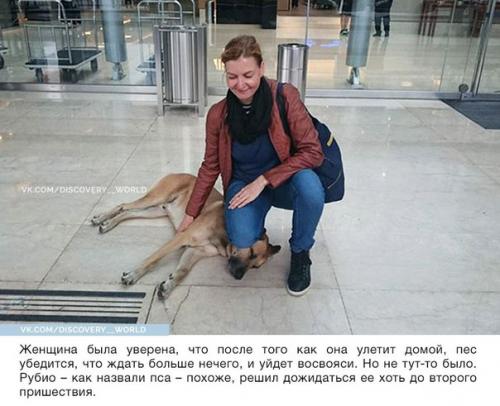 Стюардесса приютила собаку, которая верно ждала её после каждого полёта. 01