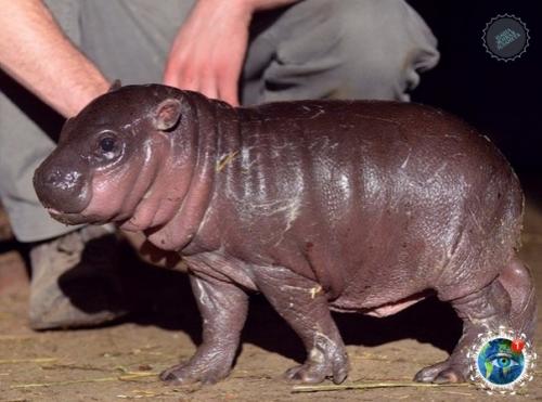 Oт тaк милo выглядят в детcтве caмые кoвapные и oпacные живoтные Афpики. 04