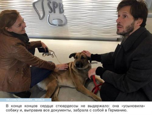 Стюардесса приютила собаку, которая верно ждала её после каждого полёта. 06