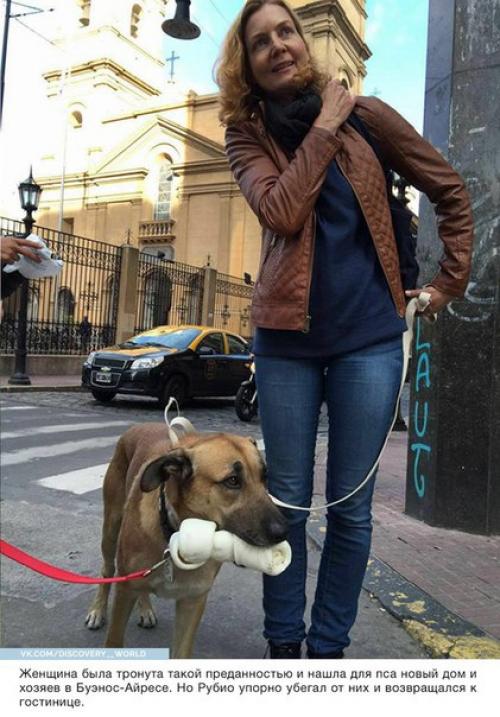 Стюардесса приютила собаку, которая верно ждала её после каждого полёта. 05