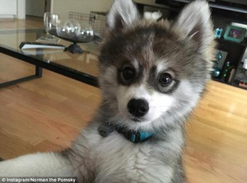 Милейший щенок породы кли - кай по кличке Норман. 09