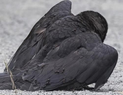 Когда ворона болеет, она ищет муравьев и Купается в муравейнике. 02