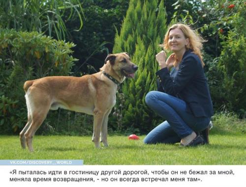 Стюардесса приютила собаку, которая верно ждала её после каждого полёта. 04