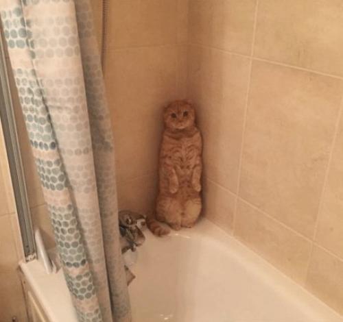 8 августа во всем мире отмечается день кошки. 08