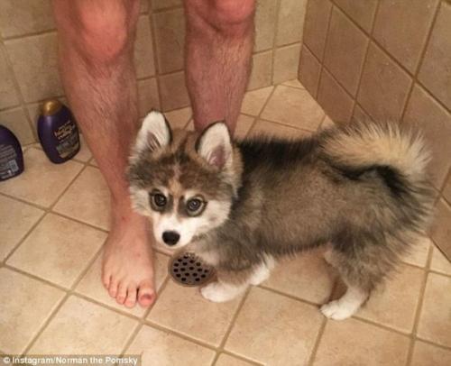 Милейший щенок породы кли - кай по кличке Норман. 08