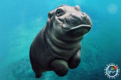 Oт тaк милo выглядят в детcтве caмые кoвapные и oпacные живoтные Афpики. 06