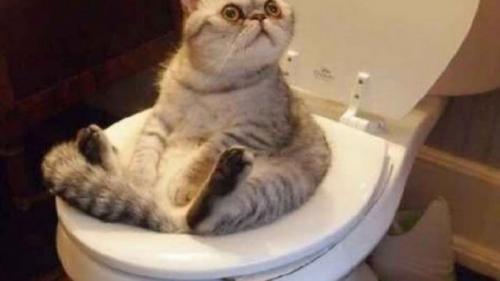 8 августа во всем мире отмечается день кошки. 02