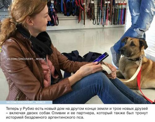 Стюардесса приютила собаку, которая верно ждала её после каждого полёта. 07