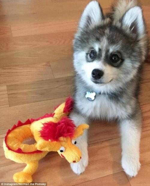 Милейший щенок породы кли - кай по кличке Норман. 04