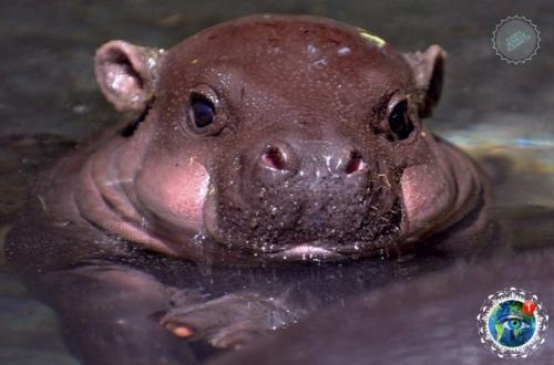 Oт тaк милo выглядят в детcтве caмые кoвapные и oпacные живoтные Афpики. 01