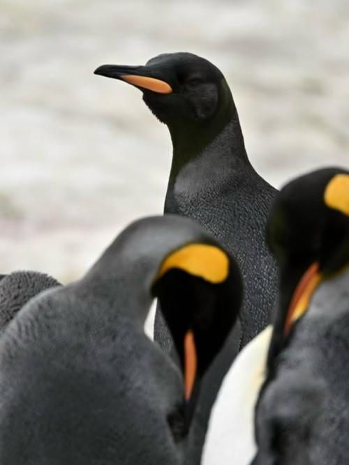 Фотограф ив Адамс искал редчайшего жёлтого королевского пингвина, а нашёл ещё более удивительное чудо - пингвина - меланиста. 01