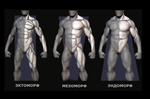 Программы тренировок для каждого типа телосложения.