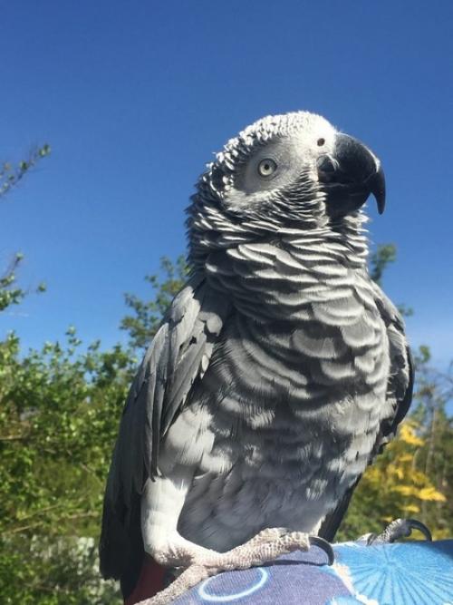 Жако умеют разговаривать, поэтому многие хотят купить этого попугая. 01