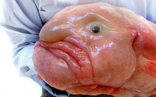 Рыба - капля (Blobfish) - глубоководная рыба, обитающая в глубоких водах вблизи Австралии и Тасмании.